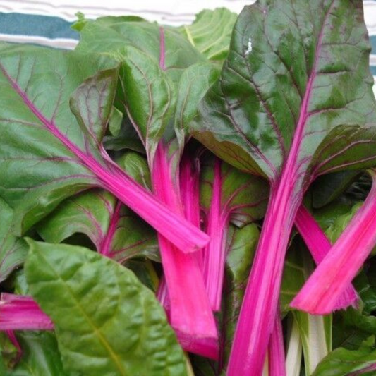 35 Pink Lipstick Swiss Chard NON-GMO Colorful Salad Vegetable Seeds | www.seedsplantworld.com