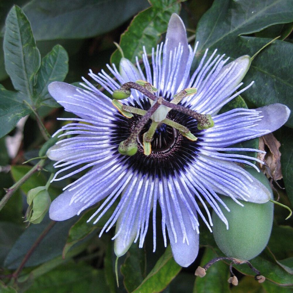 5 Passiflora Caerulea Blue Bouquet Passionflower Seeds For Planting | www.seedsplantworld.com