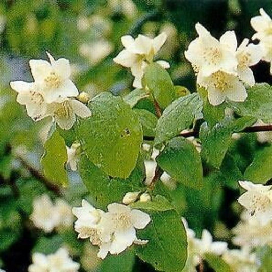 10 Philadelphus Coronarius Mock Orange Shrub Seeds For Planting | www.seedsplantworld.com