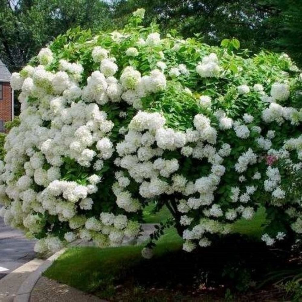 10 Hydrangea Paniculata Seeds For Planting | www.seedsplantworld.com