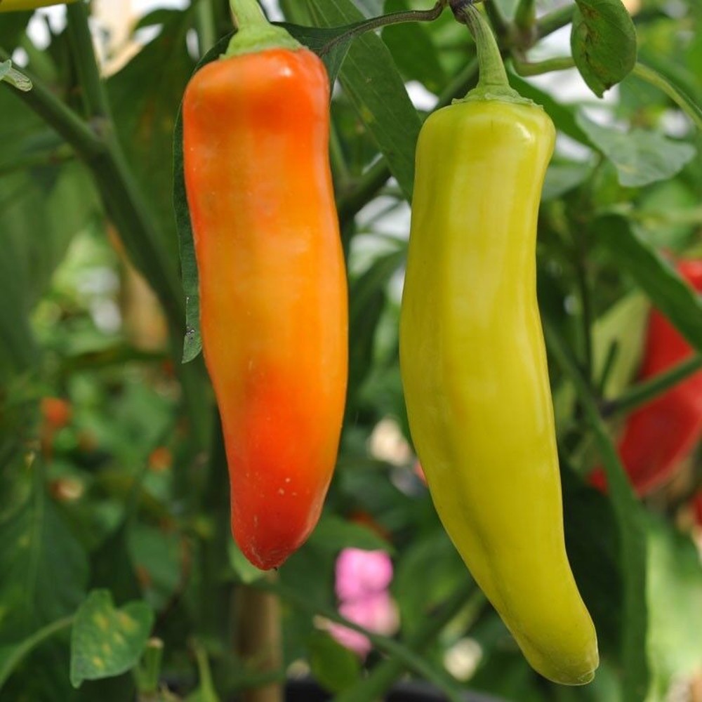 100 Hungarian Wax Hot Pepper Hot Banana Pepper NON-GMO Vegetable Seeds | www.seedsplantworld.com