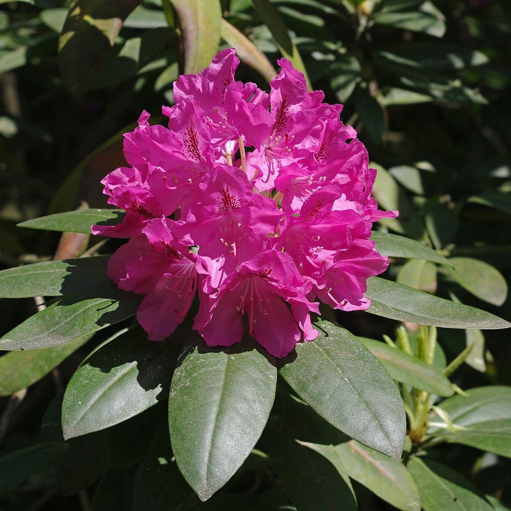 10 Rhododendron Catawbiense Catawba Rhododendron Seeds For Planting | www.seedsplantworld.com