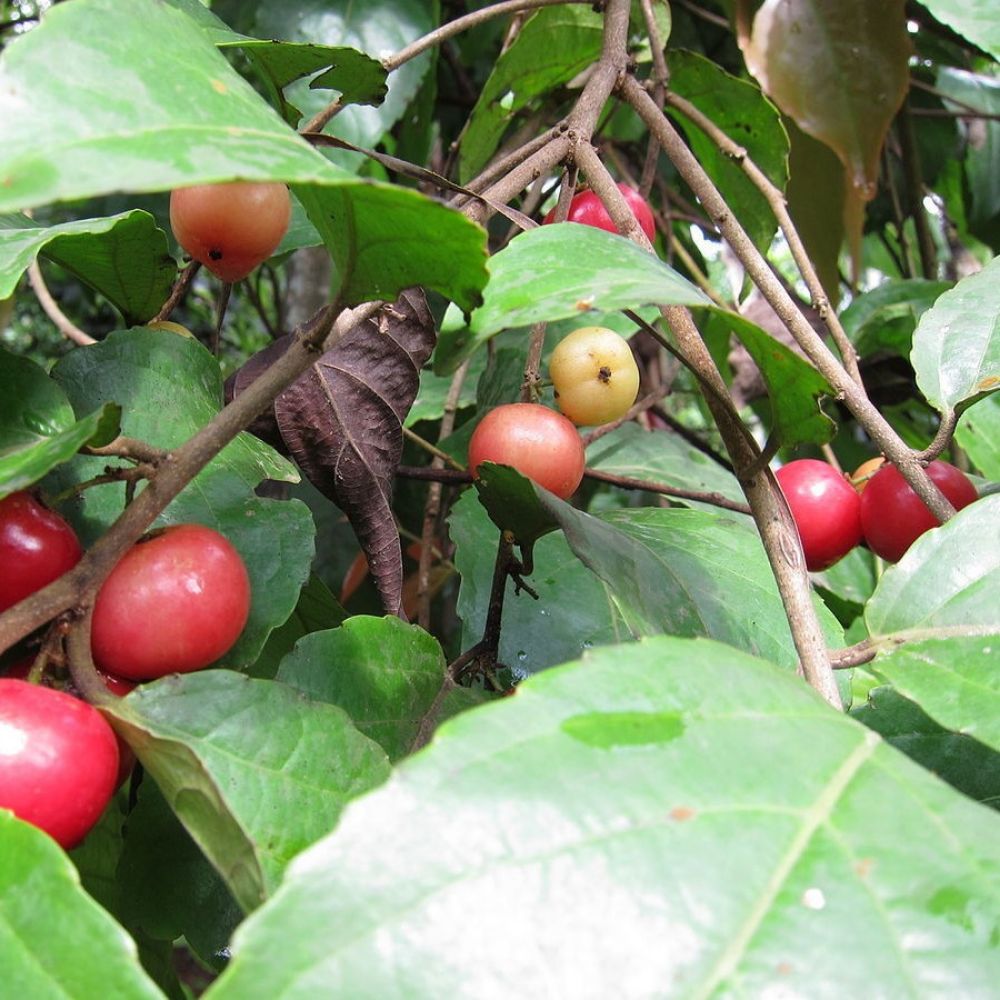 Seriales Tree 5 Indian Coffee Plum Seeds – Flacourtia Jangomas Fruit Tree – Seeds ...
