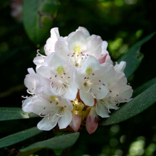 10 Rhododendron Maximum Rhododendron Seeds For Planting | www.seedsplantworld.com