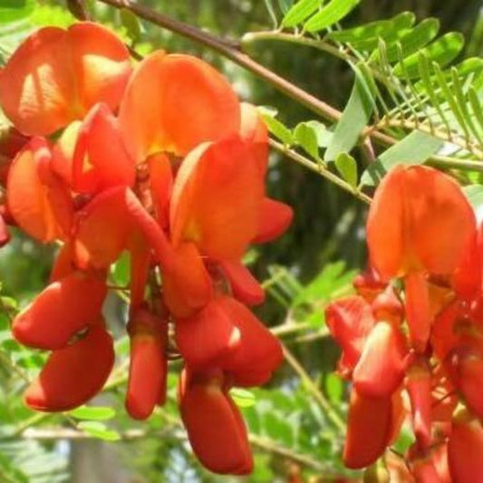 5 Sesbania Punicea Red Wisteria Red Seeds For Planting | www.seedsplantworld.com