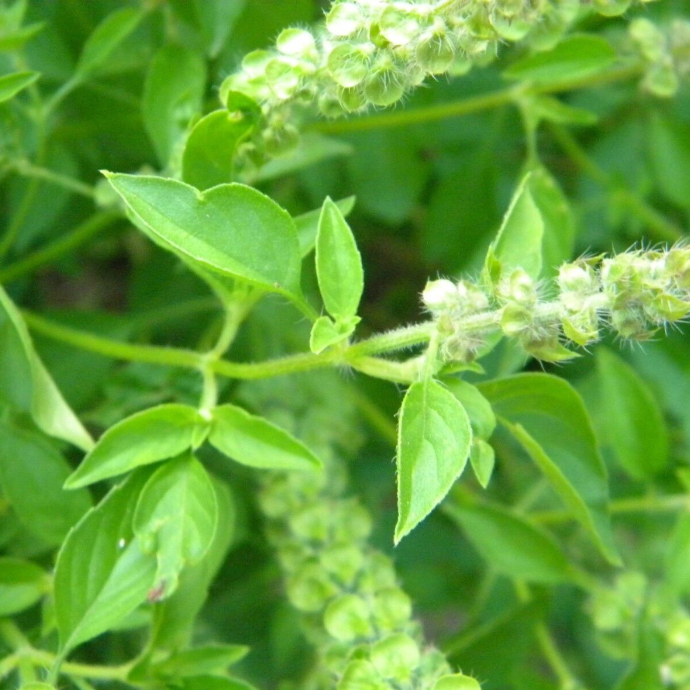 250 Lemon Basil Lao Basil Manglak NON-GMO Herb Seeds | www.seedsplantworld.com