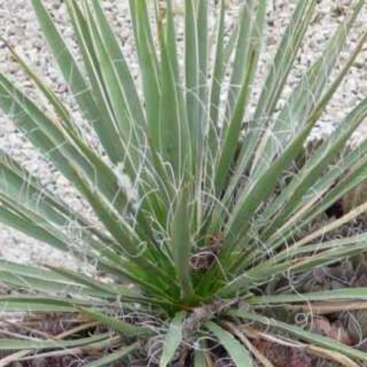 5 Yucca Angustissima Narrowleaf Yucca Seeds For Planting | www.seedsplantworld.com