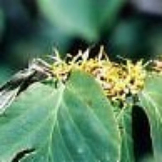 5 Hamamelis Virginiana Witch Hazel Shrub Seeds For Planting | www.seedsplantworld.com