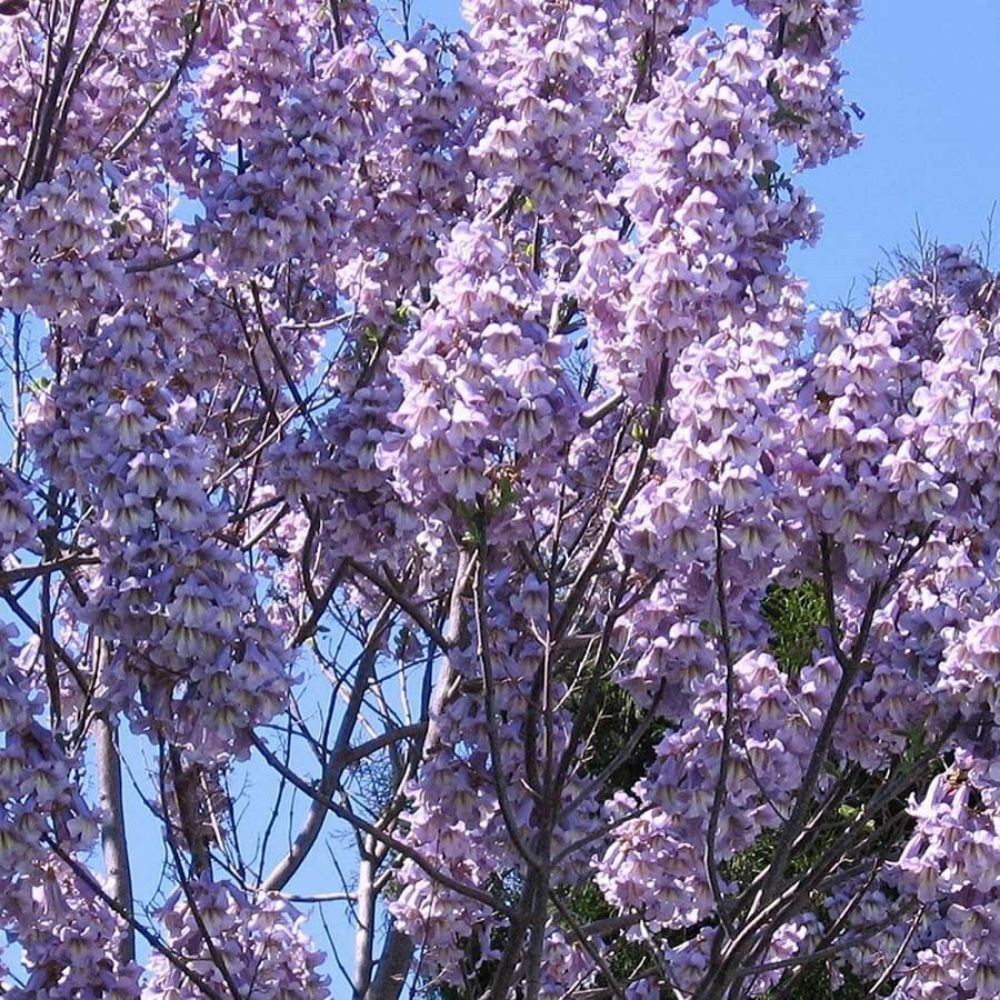 10 Paulownia Elongata Seeds For Planting | www.seedsplantworld.com