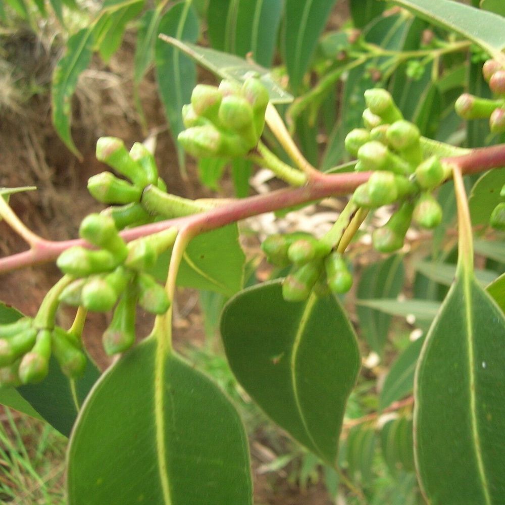 10 Eucalyptus Botryoides Southern Mahogany Seeds For Planting | www.seedsplantworld.com