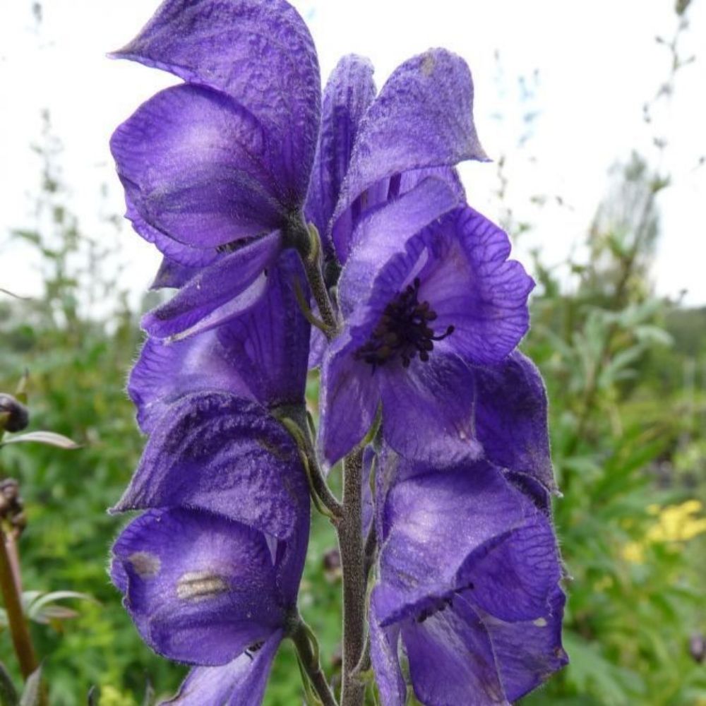 5 Aconitum Napellus Monkshood Seeds For Planting | www.seedsplantworld.com