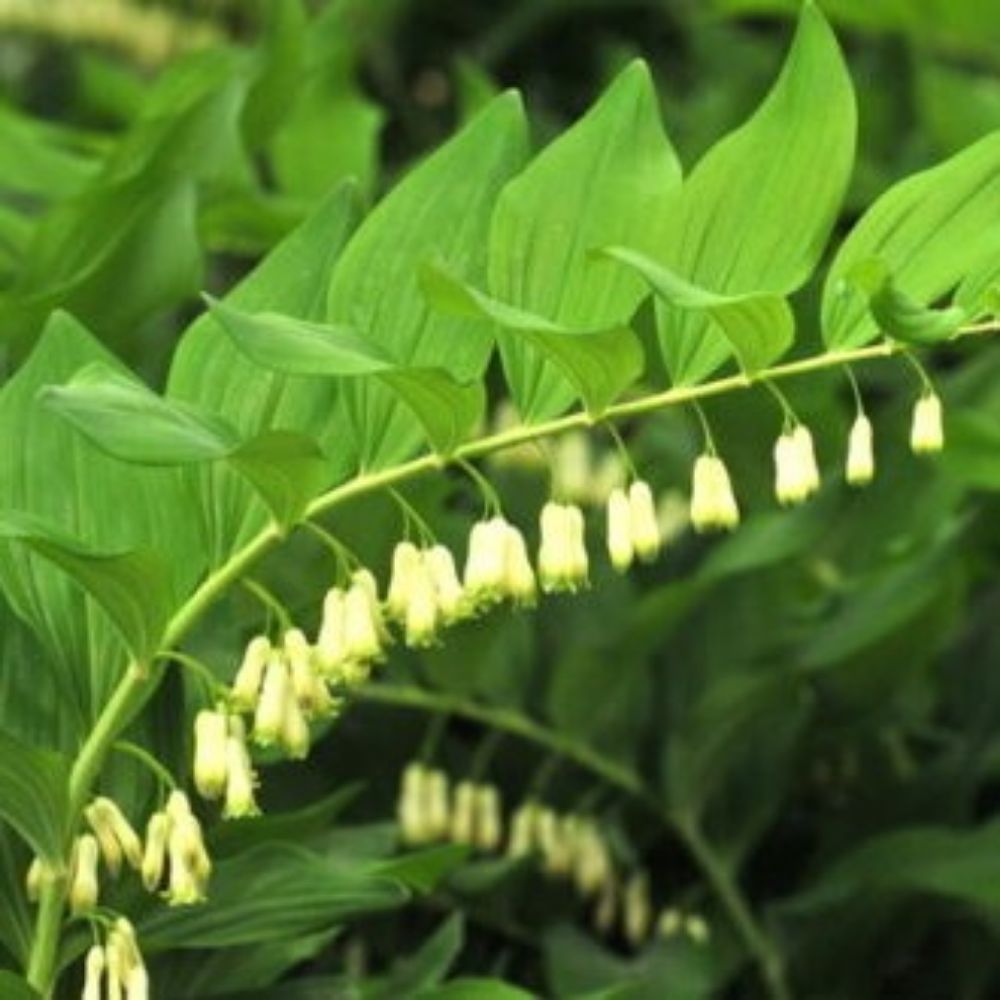 5 Polygonatum Biflorum King Solomon Seal Seeds For Planting | www.seedsplantworld.com