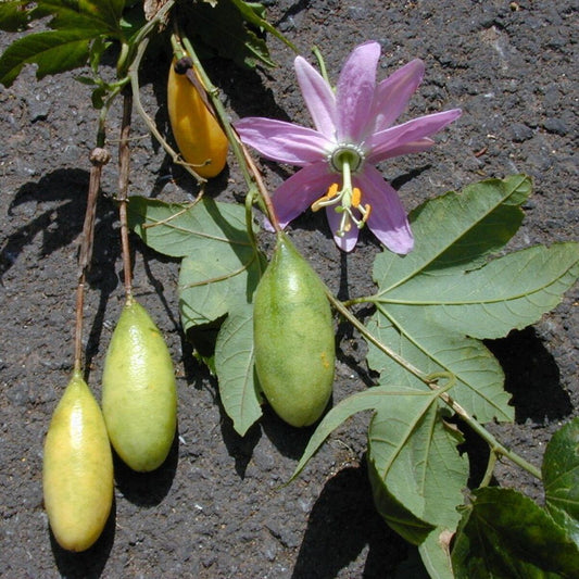 5 Passiflora Mollissima Banana Passionflower Seeds For Planting | www.seedsplantworld.com