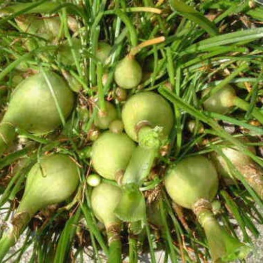 5 Ornithogalum Caudatum Pregnant Onion Seeds For Planting | www.seedsplantworld.com