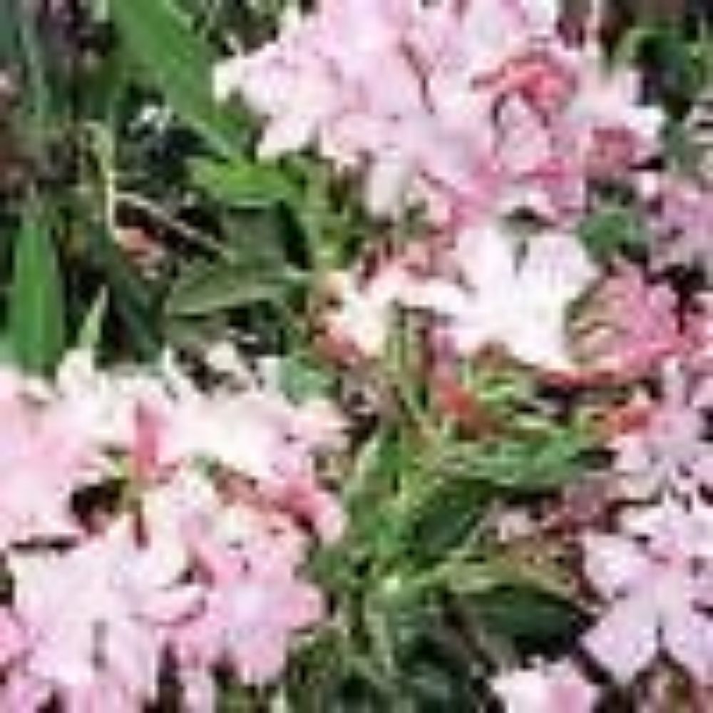 5 Nerium Oleander Hardy Pink Oleander Seeds For Planting | www.seedsplantworld.com