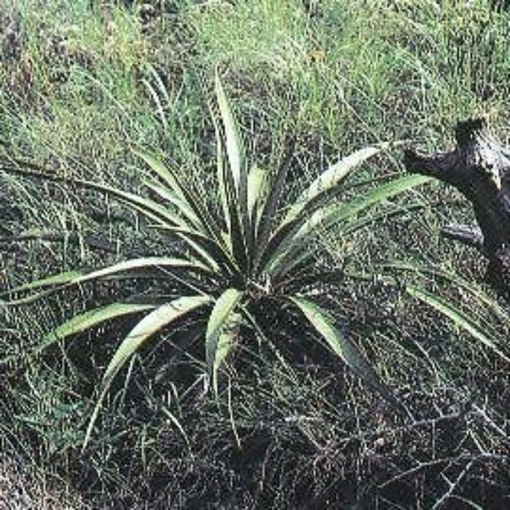 5 Yucca Rupicola Twisted Leaf Yucca Hardy Seeds For Planting | www.seedsplantworld.com