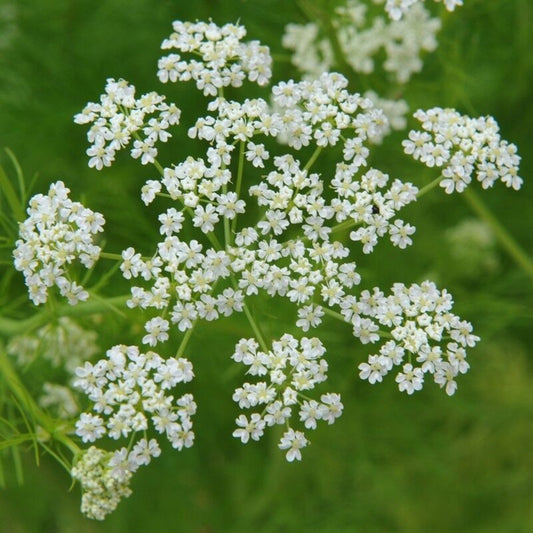 175 Caraway Herb NON-GMO Garden Planting Herb Seeds | www.seedsplantworld.com