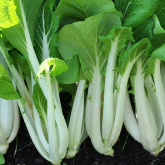 250 Pak Choi White Stem Chinese Cabbage NON-GMO Vegetable Seeds | www.seedsplantworld.com