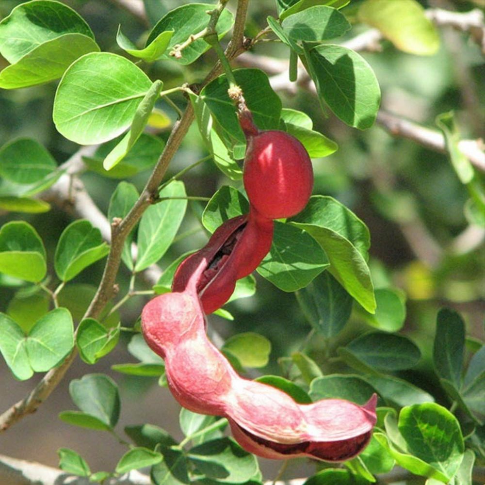 5 Pithecellobium Dulce Manila Tamarind Tree Seeds For Planting | www.seedsplantworld.com