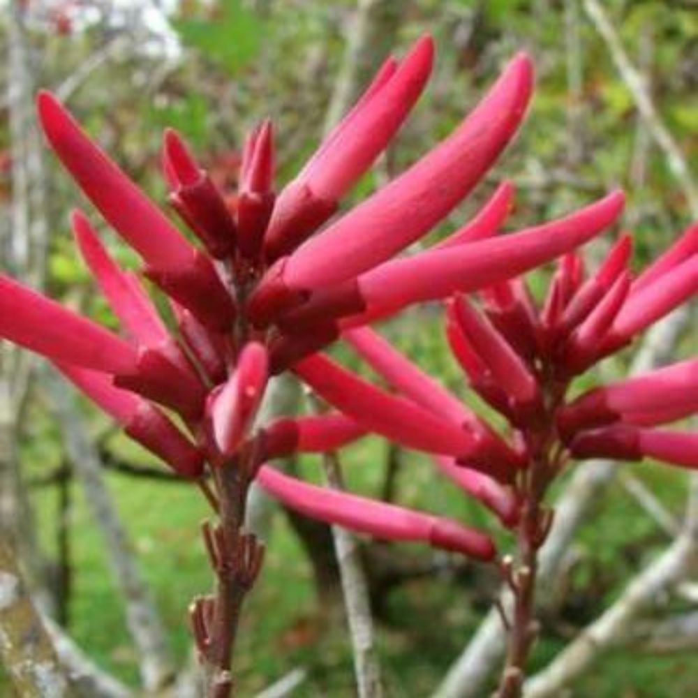 5 Erythrina Herbacea Coral Bean Seeds For Planting | www.seedsplantworld.com