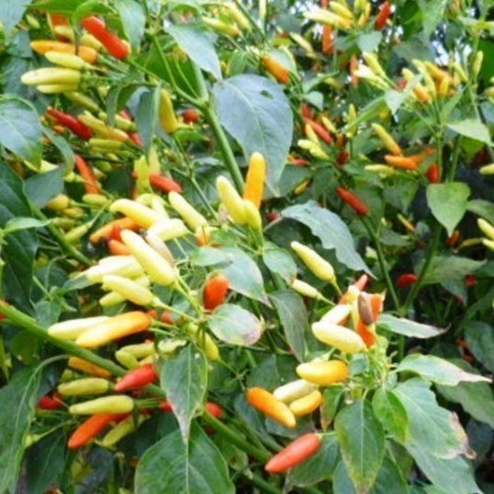 10 Capsicum Futescens Hot Returns Zone 7b Perennial Hot Pepper Seeds For Planting | www.seedsplantworld.com