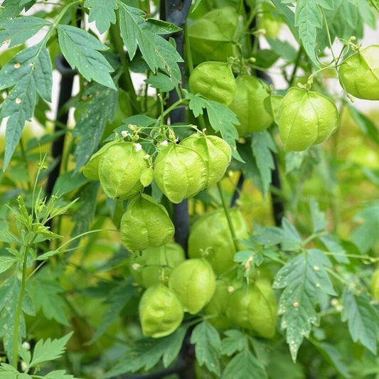 5 Cardiospermum Halicacabum Balloon Vine Seeds For Planting | www.seedsplantworld.com