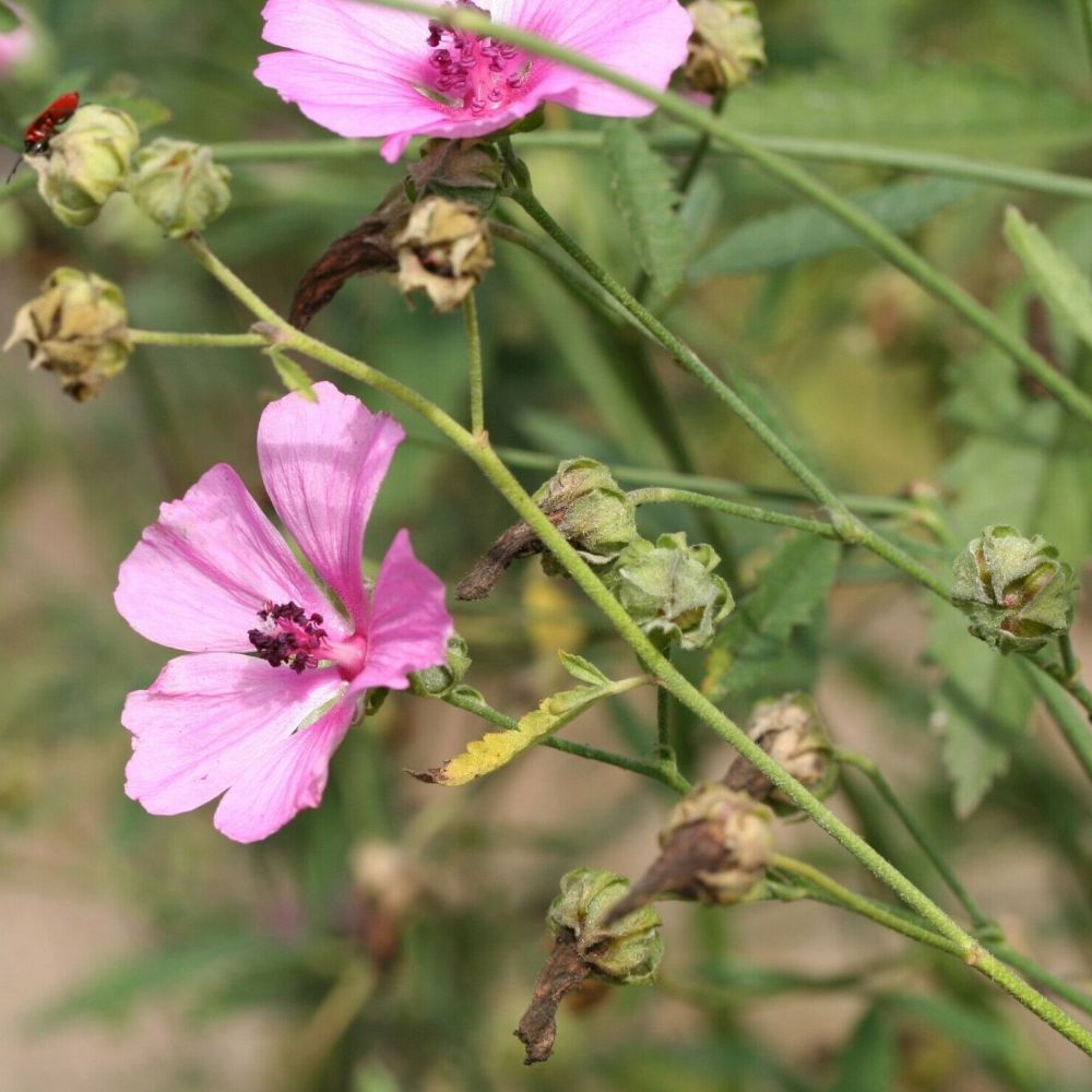 10 Althaea Cannabina Palm Leaved Marsh Mallow Seeds For Planting | www.seedsplantworld.com