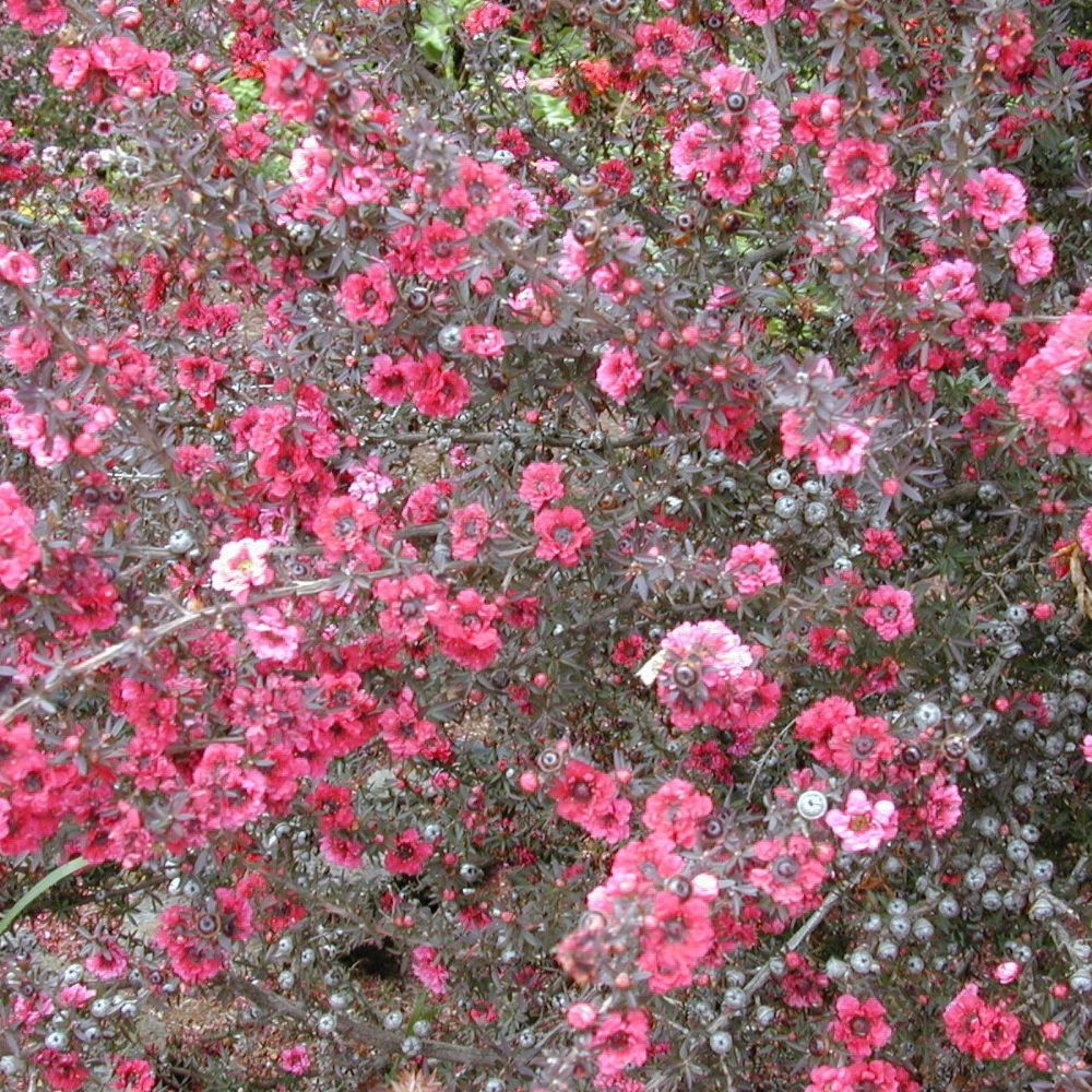 10 Leptospermum Scoparium New Zealand Tea Tree Seeds For Planting | www.seedsplantworld.com