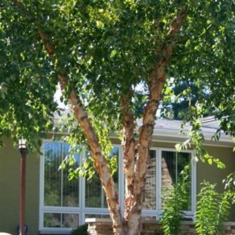 25 Betula Nigra River Birch Tree Seeds For Planting | www.seedsplantworld.com