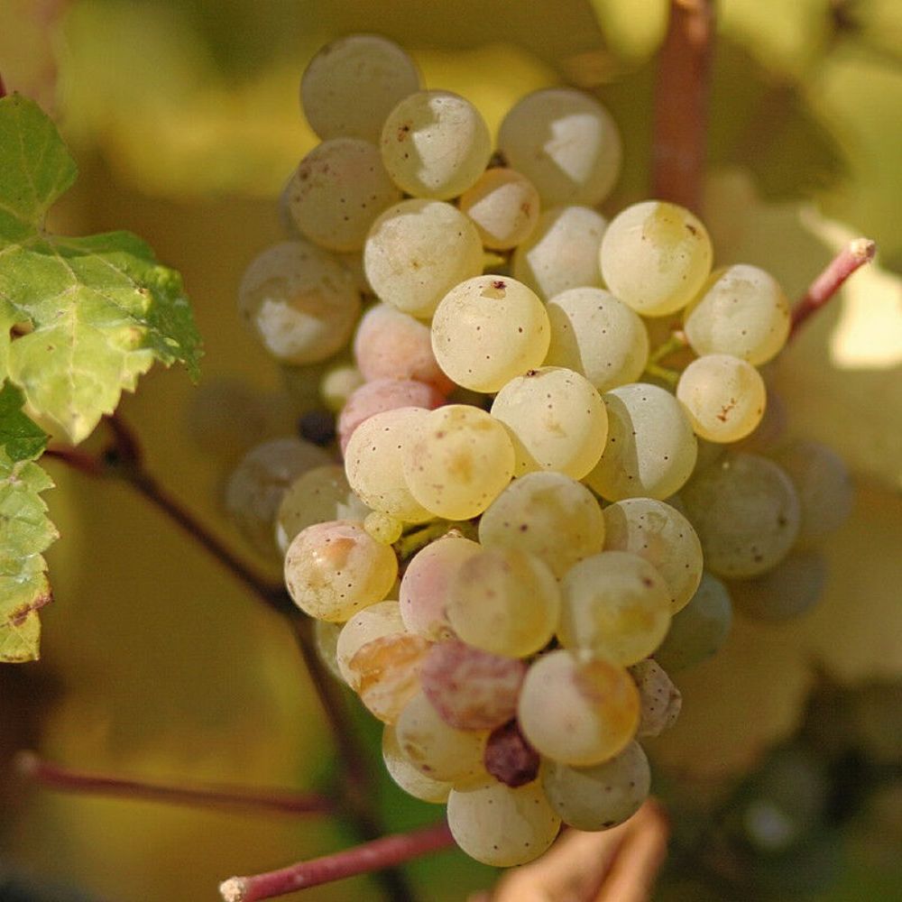 5 Vitis Vinifera Riesling Wine Grape Seeds For Planting | www.seedsplantworld.com