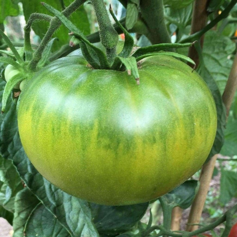 125 Aunt Ruby's German Green Tomato NON-GMO Heirloom Vegetable Seeds | www.seedsplantworld.com