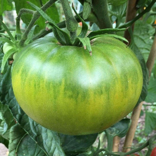 125 Aunt Ruby's German Green Tomato NON-GMO Heirloom Vegetable Seeds | www.seedsplantworld.com