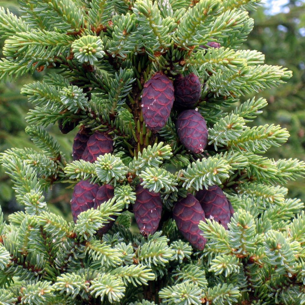 5 Picea Mariana Black Spruce Seeds For Planting | www.seedsplantworld.com