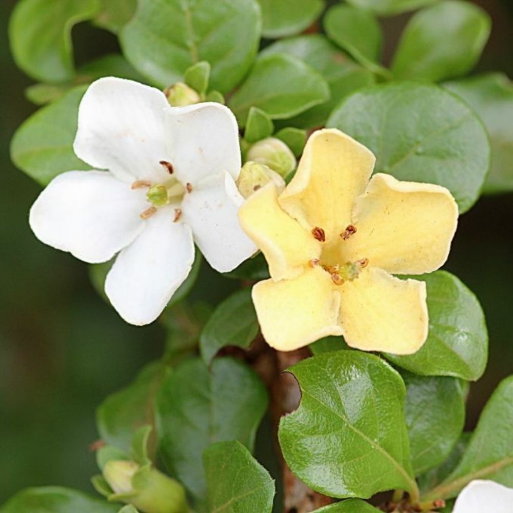 5 Catunaregam Spinosa Spiny Gardenia Seeds For Planting | www.seedsplantworld.com