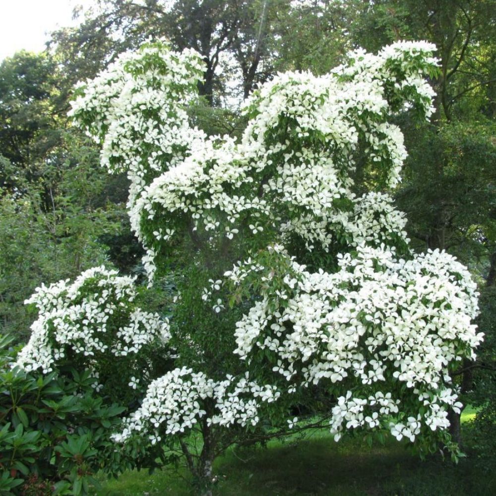 5 Cornus Hongkongensis Evergreen Dogwood Tree Seeds For Planting | www.seedsplantworld.com