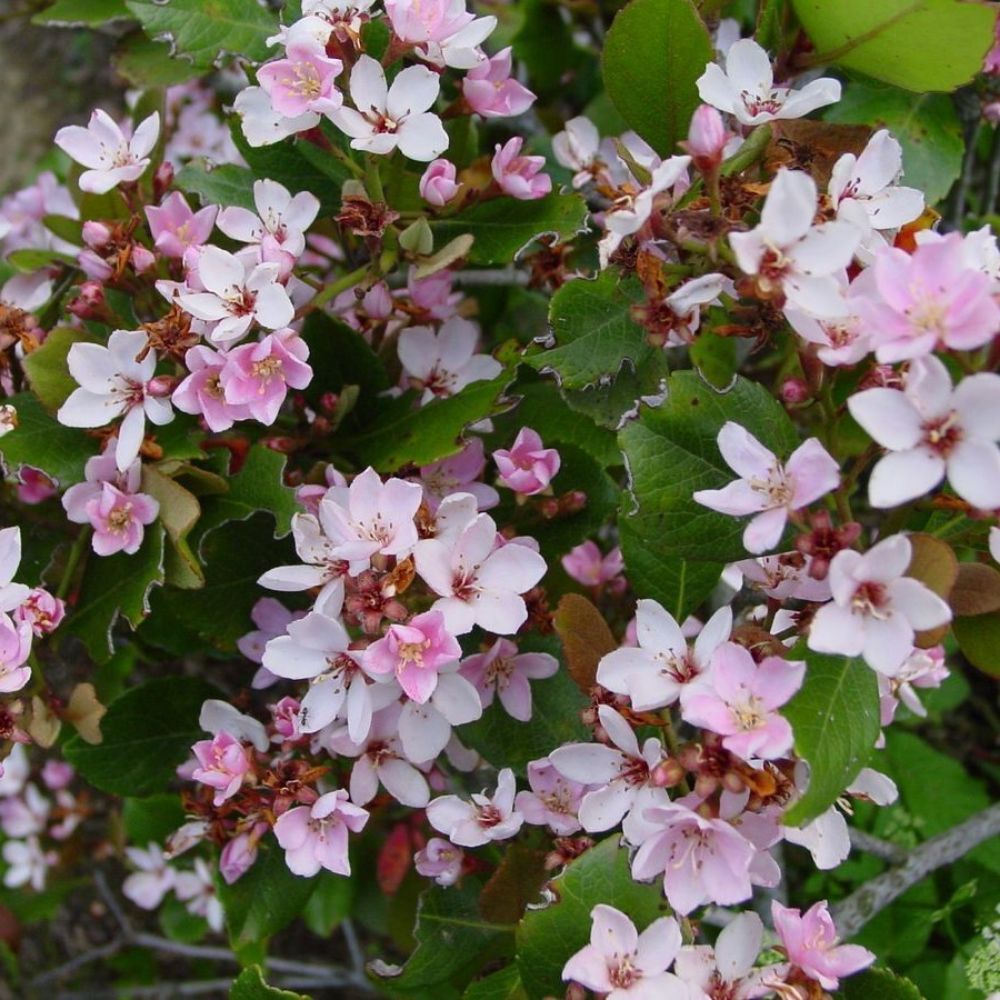 5 Rhaphiolepis Indica Pink Indian Hawthorn Shrub Seeds For Planting | www.seedsplantworld.com