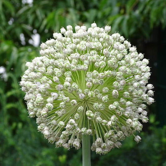 150 Giant Musselburgh Leek Scotch Flag NON-GMO Vegetable Seeds | www.seedsplantworld.com