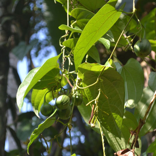 5 Aristolochia Tagala Dutchmans Pipe Vine Seeds For Planting | www.seedsplantworld.com