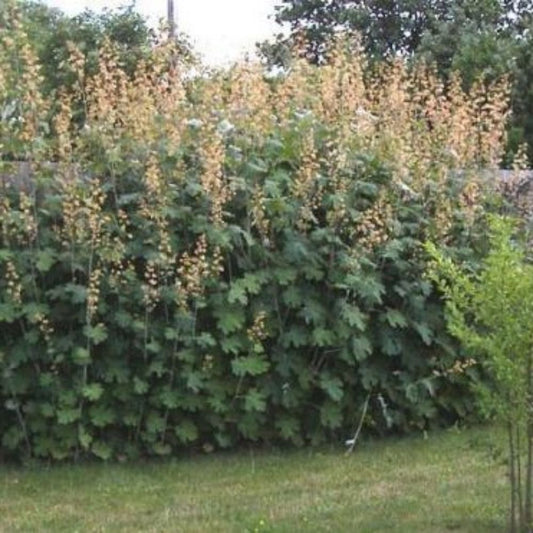 5 Macleaya Cordata Unusual Perennial Seeds For Planting | www.seedsplantworld.com