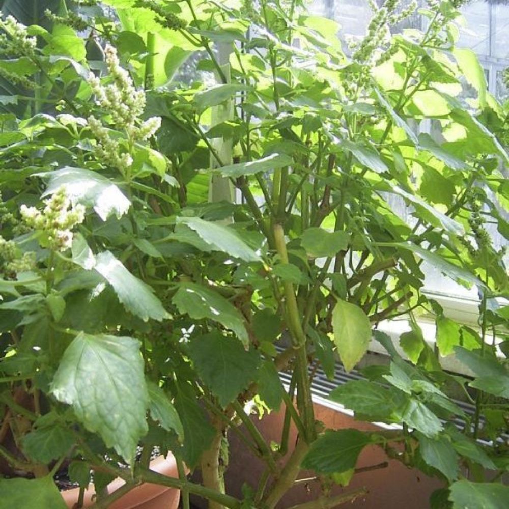 5 Pogostemon Heyneanus Indian Patchouli Herb Seeds For Planting | www.seedsplantworld.com