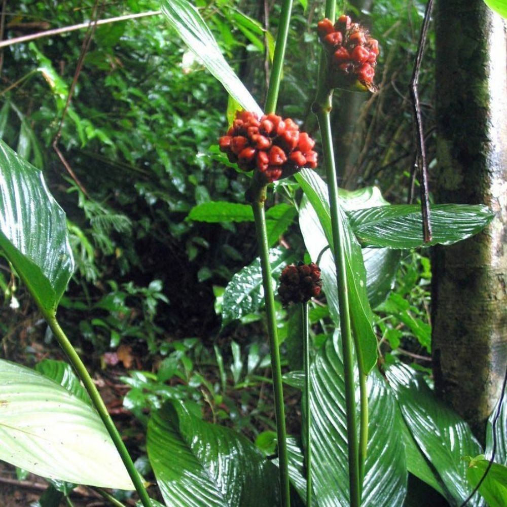 5 Phrynium Pubinerve Rare Hardy Banana Like Species Seeds For Planting | www.seedsplantworld.com