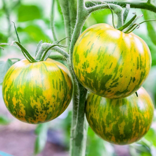 30 Green Zebra Tomato NON-GMO Vegetable Seeds | www.seedsplantworld.com