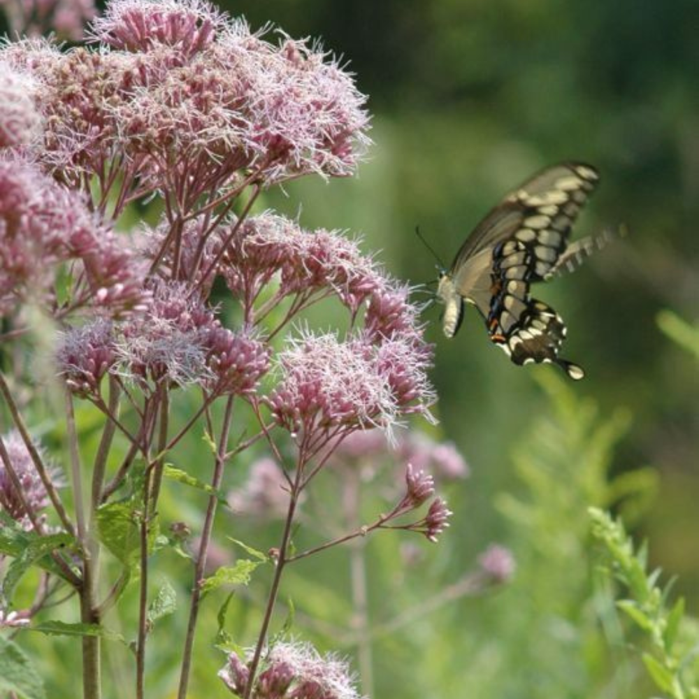 375 Joe Pye Weed Butterflies & Hummingbirds Flower Seeds | www.seedsplantworld.com