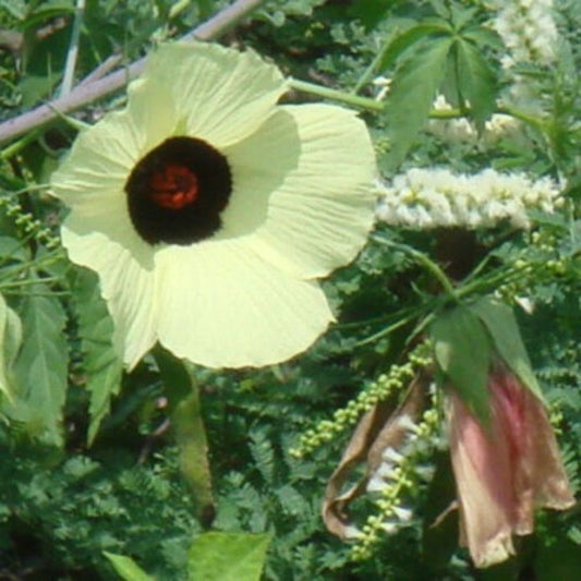 5 Hibiscus Vitifolius Grape Leaved Hibiscus Seeds For Planting | www.seedsplantworld.com