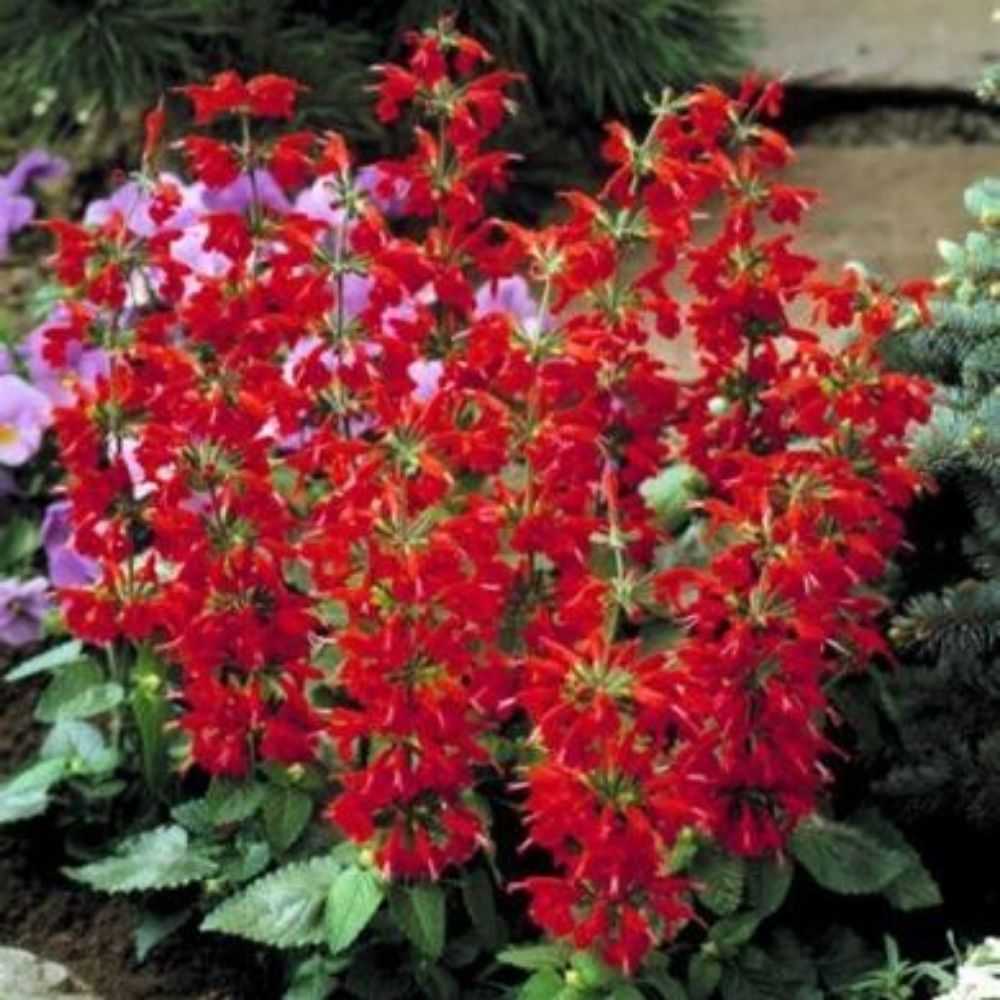 10 Salvia Coccinea Scarlet Sage Seeds For Planting | www.seedsplantworld.com