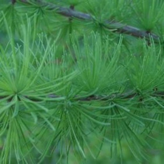 5 Larix Decidua European Larch Tree Seeds For Planting | www.seedsplantworld.com