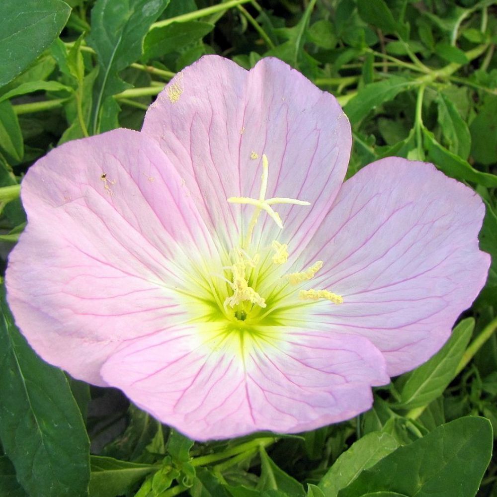 10 Oenothera Speciosa Showy Primrose Seeds For Planting | www.seedsplantworld.com