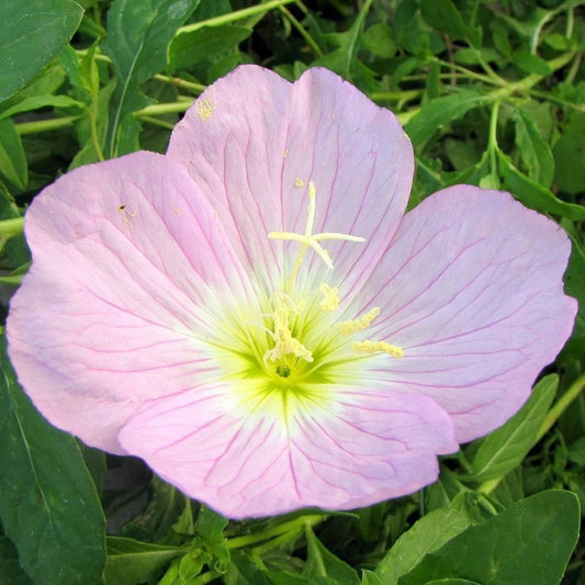 10 Oenothera Speciosa Showy Primrose Seeds For Planting | www.seedsplantworld.com