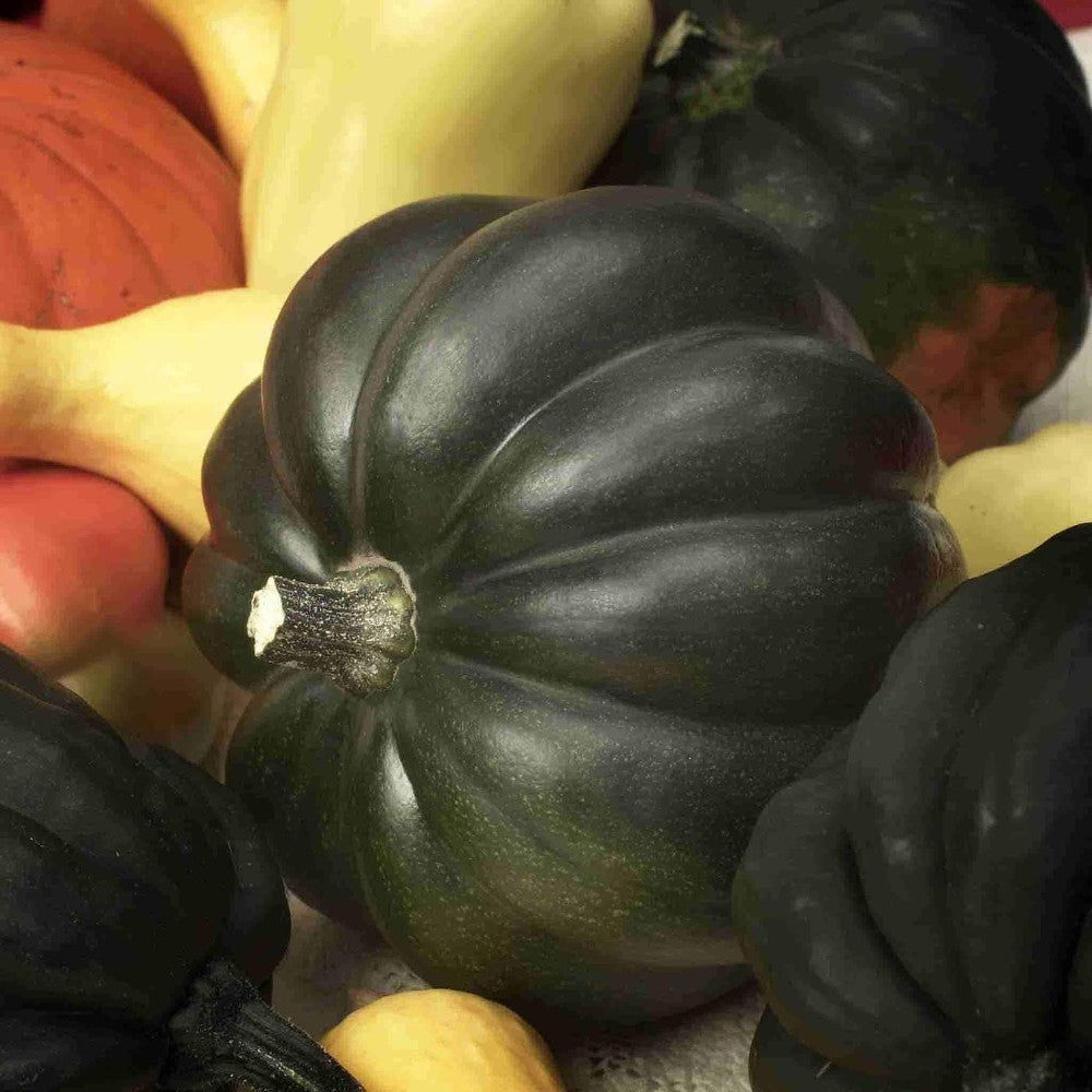 160 Burgess Buttercup Winter Squash NON-GMO Turban Squash Vegetable Seeds | www.seedsplantworld.com