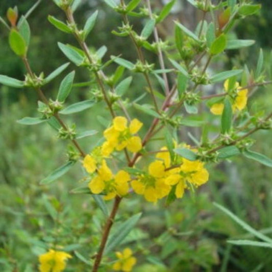 10 Heimia Myrtifolia Sun Opener Seeds For Planting | www.seedsplantworld.com